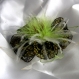 Broche fleur en tissu & plumes et perles 135*