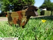 Puzzle marguerite : vache normande en bois