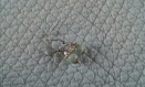B831-  boucles d'oreilles en métal argenté avec une perle marbrée grise