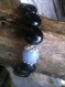 Bracelet Ô perle angelite & onyx noir 