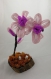 Orchidee rose