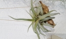 Racine exotique tillandsia streptophylla fille de l'air épiphyte (broméliacée)