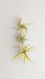 Composition bois tortueux 35 cm 3 tillandsias. plantes sans terre épiphytes