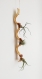 Composition bois tortueux 35 cm 3 tillandsias. plantes sans terre épiphytes