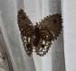 Broche papillon garni de perles fantaisie réalisé au crochet au crochet à poser sur un rideau par exemple