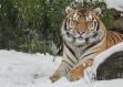 Set de table original, esthétique, lavable et résistant - photo d'art - animaux - tigre de sibérie dans la neige.