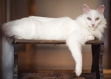 Set de table, design original et moderne. matière plastique, esthétique, lavable et résistant - animaux - chat blanc allongé sur un tabouret.