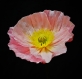Fleur papier crepon - pavot d'islande rose / crepe paper flower - pink iceland poppy