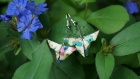 Papillons en origami
