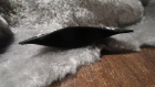 Marque-page triangle en cuir noir