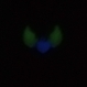 Collier saint valentin coeur et ailes phosphorescent