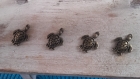 Lot de 4 breloques tortue bronze 