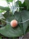 Boule en perle delicat orange et blanc 