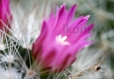 Tirage photo d'art nature macro - fleur de cactus rose 