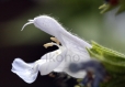 Tirage photo d'art nature macro - fleur de sauge 