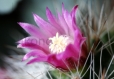 Tirage photo d'art nature macro - fleur de cactus 