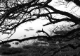 Tirage photo d'art nature - bord de mer - bretagne marais golfe arbres 