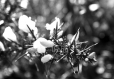 Tirage photo d'art nature - végétation arbre - bretagne buisson fleurs blanches 