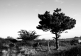 Tirage photo d'art nature - végétation arbre - bretagne marais golfe 