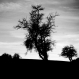Tirage photo d'art abstrait - végétation arbre - errance 