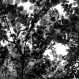 Tirage photo d'art abstrait - végétation arbre - feuilles d'automne #2 