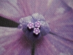 Perle acrylique fleur mauve et blanche 6 x 6 mm par lot 10 