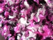 Echarpe violette blanche et noire tricotée main 