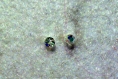 Swarovski perles rondes , 6mm