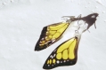 Boucles d'oreilles ailes de papillons jaunes et noir 