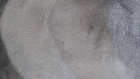Superbe écharpe en fause fourrure noir léopard 