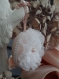 Savon décoré (100gr)parfum pivoine(collection jeanne en provence )style shabby chic romantique à suspendre en voile de pumetis blanc 