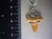 Pendentif dent de requin les dents ne sont en fait que des écailles placoïdes modifiées. 