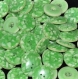 B51b2r / mercerie boutons plastique vert pomme à inclusion 22mm vendus à l'unité 