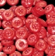 B41e1r / mercerie boutons plastique rouge à blanc irisé 15mm vendus à l'unité 