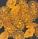 B40j2r / mercerie boutons plastique picot orange transparent 14mm vendus à l'unité 