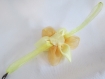 Bracelet avec une fleur d'organza et un coeur de perle, sur un ruban d'organza 