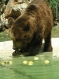 Photo ours qui prend son repas avec des pomme 
