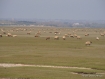 Photo des mouton de la baie du mont saint michel 