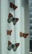 Série de magnets papillons 2 tailles 