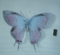 Série de magnets papillons multicolores multitailles 