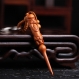 Sculpture en bois pendentif porte-clés, porte-clés de voiture, sculpture sur bois dieu longevity 8.9cm*1.2cm - esk01 
