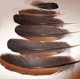 6 plumes ailes de couverture coq noir et feu 