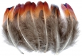 10 plumes faisan colchide 4 a 6cm 