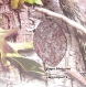 Perle pendentif jaspe blossom 52 x35 x5mm 