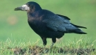 Un lot achete un lot offert12 plumes de corbeau noir naturelle 