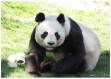 Set de table photo original plastifié semi-rigide panda géant 
