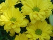 Set de table photo original plastifié semi-rigide bouquet de fleurs jaunes réf f36 