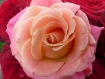 Set de table photo original plastifié semi-rigide bouquet de roses réf r21 