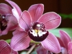 Set de table photo original plastifié semi-rigide orchidée fleur de cymbidium réf f1 