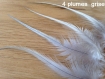 4 jolie plumes grise 